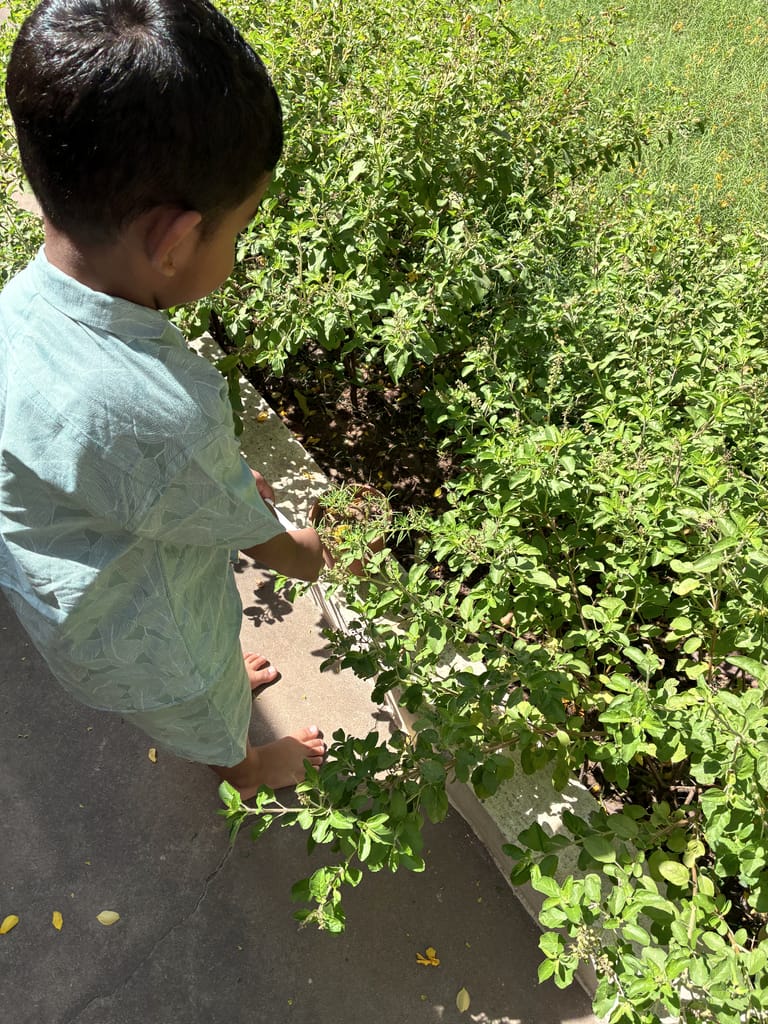 A child examines plants beside the garden path.